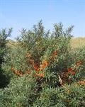 common sea buckthorn